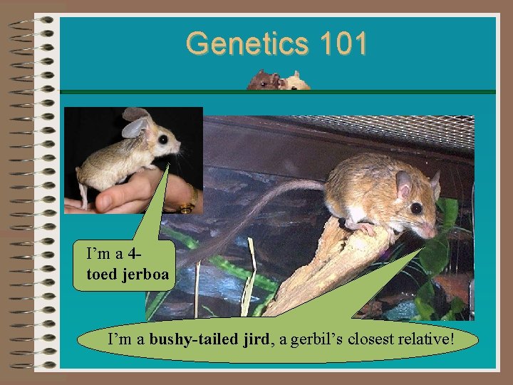 Genetics 101 I’m a 4 toed jerboa I’m a bushy-tailed jird, a gerbil’s closest Genetics 101 I’m a 4 toed jerboa I’m a bushy-tailed jird, a gerbil’s closest