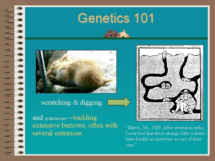 Genetics 101 scratching & digging and industrious—building extensive burrows, often with several entrances. "March,