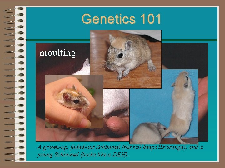 Genetics 101 moulting A grown-up, faded-out Schimmel (the tail keeps its orange), and a Genetics 101 moulting A grown-up, faded-out Schimmel (the tail keeps its orange), and a