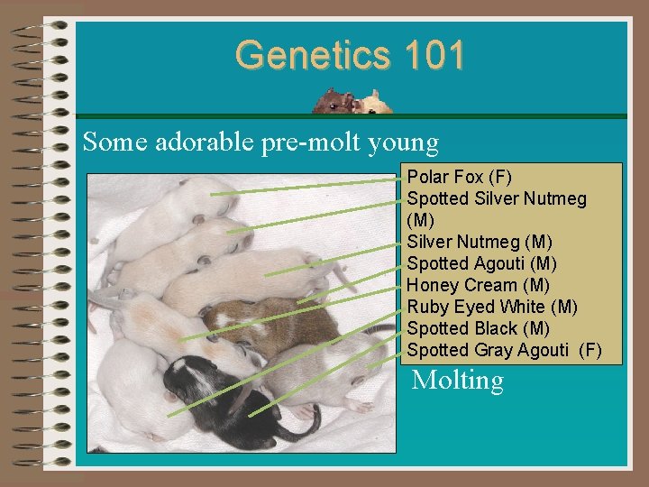 Genetics 101 Some adorable pre-molt young Polar Fox (F) Spotted Silver Nutmeg (M) Spotted Genetics 101 Some adorable pre-molt young Polar Fox (F) Spotted Silver Nutmeg (M) Spotted