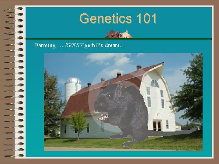 Genetics 101 Farming … EVERY gerbil’s dream… 