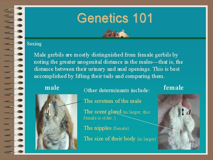 Genetics 101 Sexing Male gerbils are mostly distinguished from female gerbils by noting the