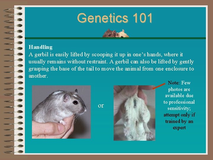 Genetics 101 Handling A gerbil is easily lifted by scooping it up in one’s