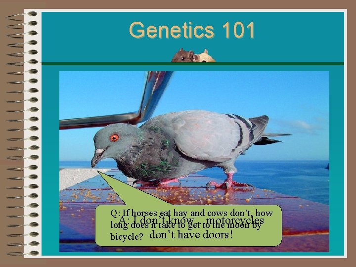 Genetics 101 Q: If horses eat hay and cows don’t, how A: I don’t