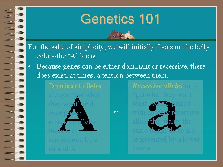 Genetics 101 For the sake of simplicity, we will initially focus on the belly Genetics 101 For the sake of simplicity, we will initially focus on the belly