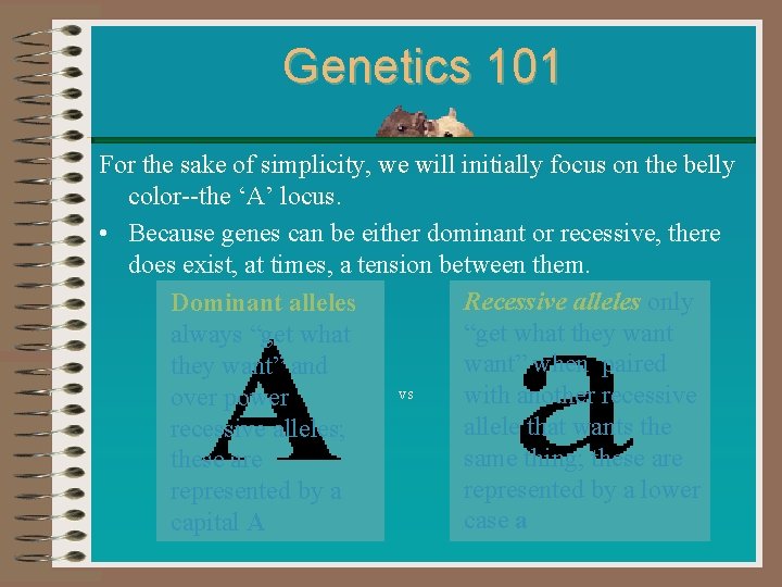 Genetics 101 For the sake of simplicity, we will initially focus on the belly