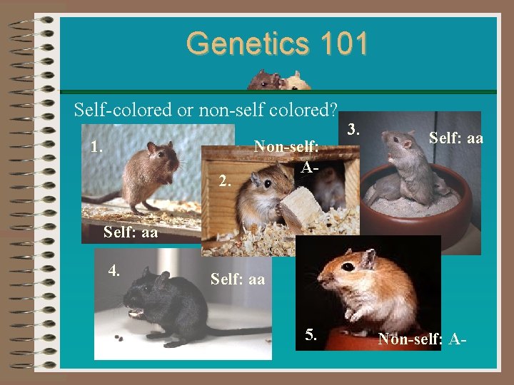 Genetics 101 Self-colored or non-self colored? 1. 2. Non-self: A- 3. Self: aa 4. Genetics 101 Self-colored or non-self colored? 1. 2. Non-self: A- 3. Self: aa 4.