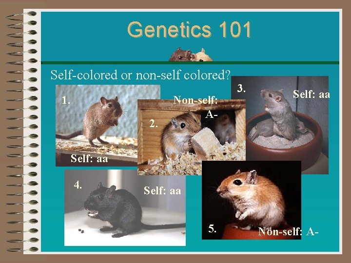 Genetics 101 Self-colored or non-self colored? 1. 2. Non-self: A- 3. Self: aa 4.