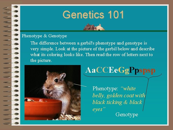 Genetics 101 Phenotype & Genotype The difference between a gerbil's phenotype and genotype is