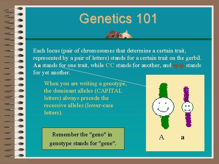 Genetics 101 Each locus (pair of chromosomes that determine a certain trait, represented by