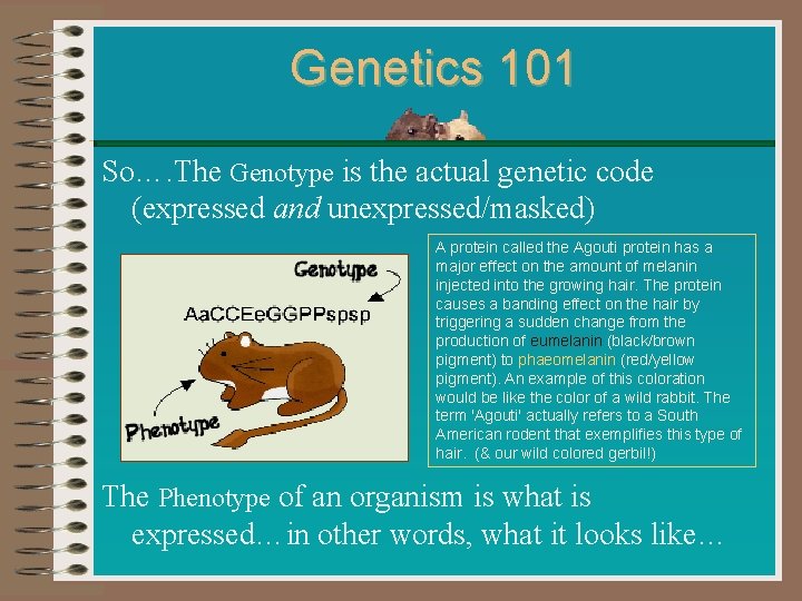 Genetics 101 So…. The Genotype is the actual genetic code (expressed and unexpressed/masked) A Genetics 101 So…. The Genotype is the actual genetic code (expressed and unexpressed/masked) A