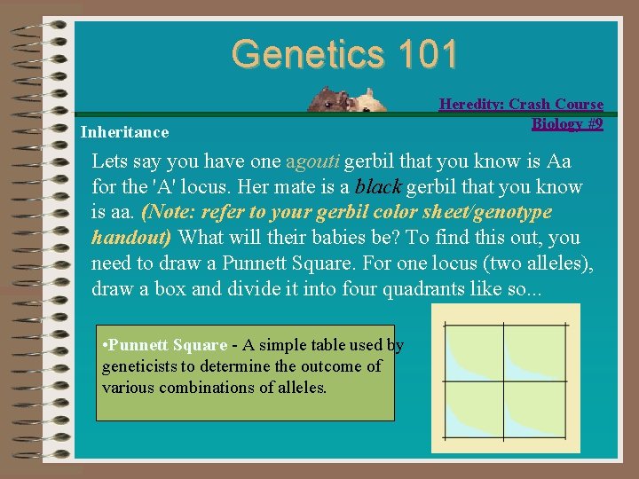 Genetics 101 Inheritance Heredity: Crash Course Biology #9 Lets say you have one agouti