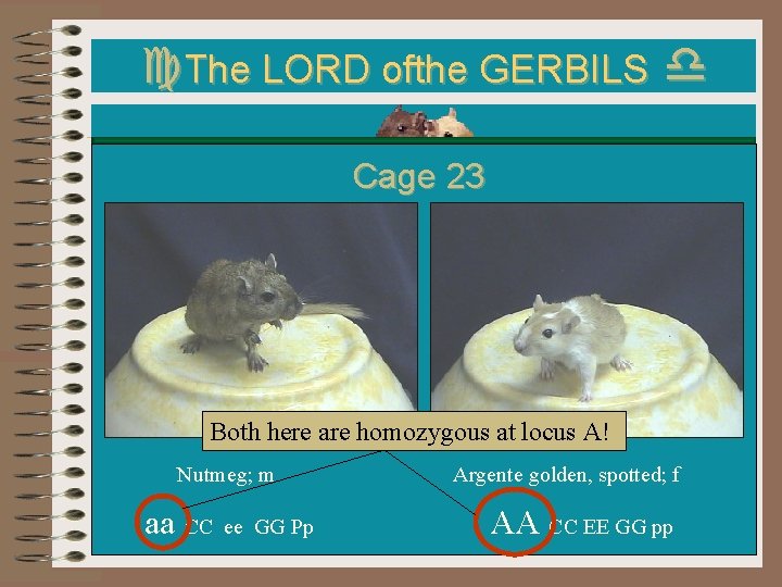 c. The LORD ofthe GERBILS d Cage 23 Both here are homozygous at locus c. The LORD ofthe GERBILS d Cage 23 Both here are homozygous at locus
