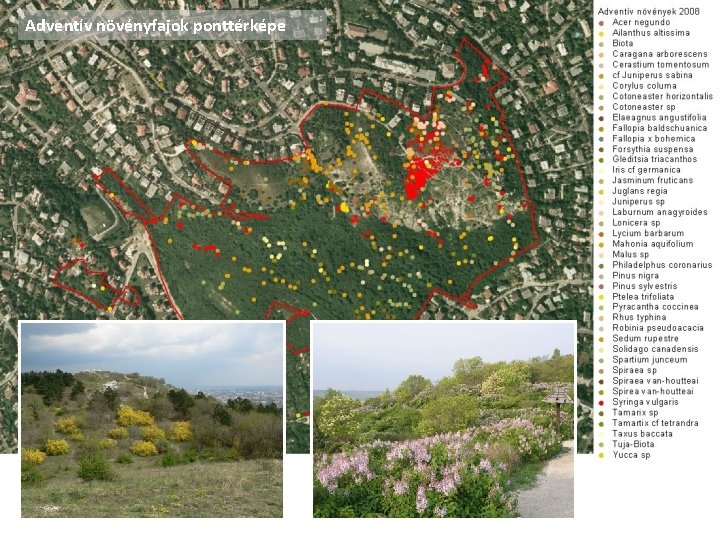 Adventív növényfajok ponttérképe 