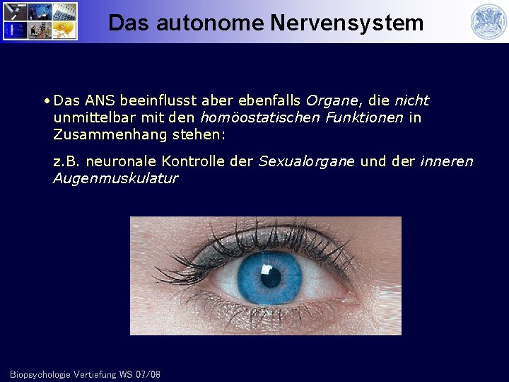Das autonome Nervensystem • Das ANS beeinflusst aber ebenfalls Organe, die nicht unmittelbar mit
