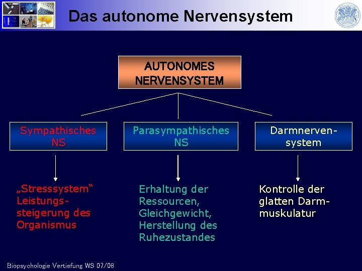 Das autonome Nervensystem AUTONOMES NERVENSYSTEM Sympathisches NS „Stresssystem“ Leistungssteigerung des Organismus Biopsychologie Vertiefung WS
