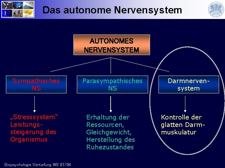Das autonome Nervensystem AUTONOMES NERVENSYSTEM Sympathisches NS „Stresssystem“ Leistungssteigerung des Organismus Biopsychologie Vertiefung WS