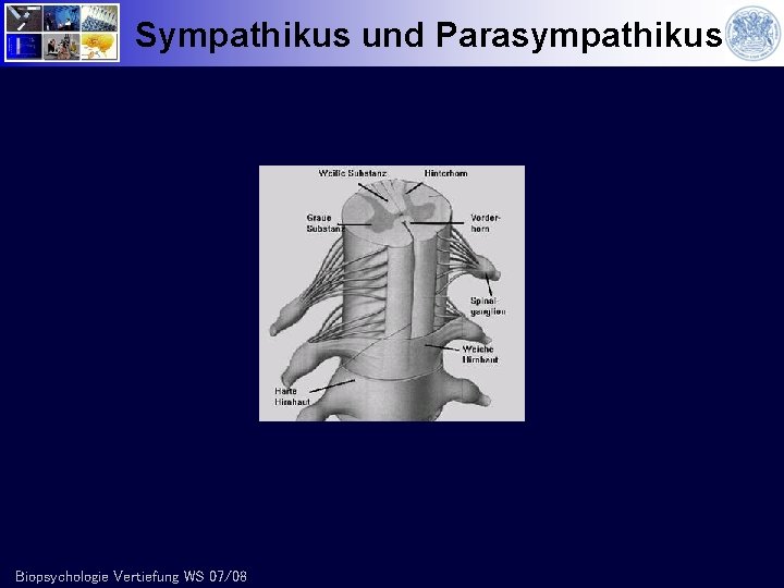 Sympathikus und Parasympathikus Biopsychologie Vertiefung WS 07/08 