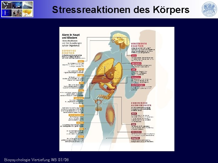 Stressreaktionen des Körpers Biopsychologie Vertiefung WS 07/08 
