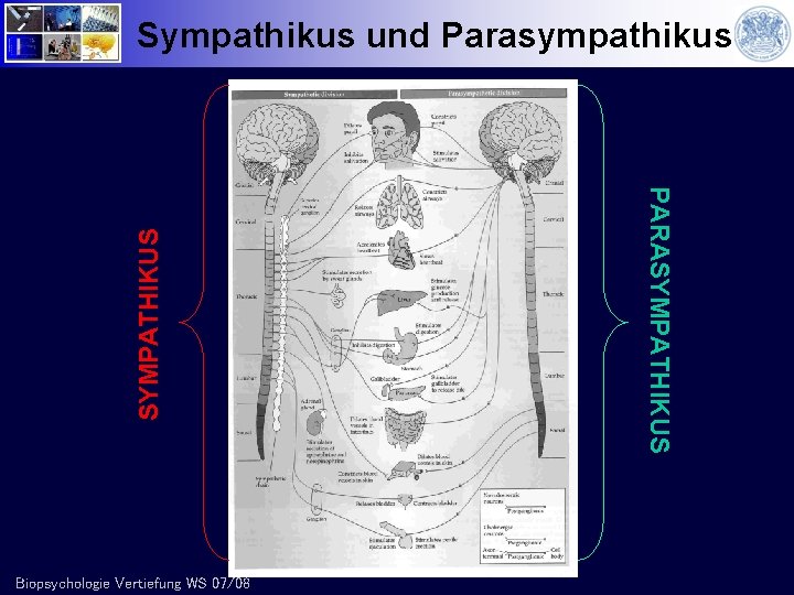 Biopsychologie Vertiefung WS 07/08 PARASYMPATHIKUS Sympathikus und Parasympathikus 