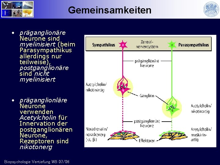 Gemeinsamkeiten • präganglionäre Neurone sind myelinisiert (beim Parasympathikus allerdings nur teilweise), postganglionäre sind nicht