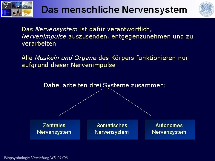 Das menschliche Nervensystem Das Nervensystem ist dafür verantwortlich, Nervenimpulse auszusenden, entgegenzunehmen und zu verarbeiten