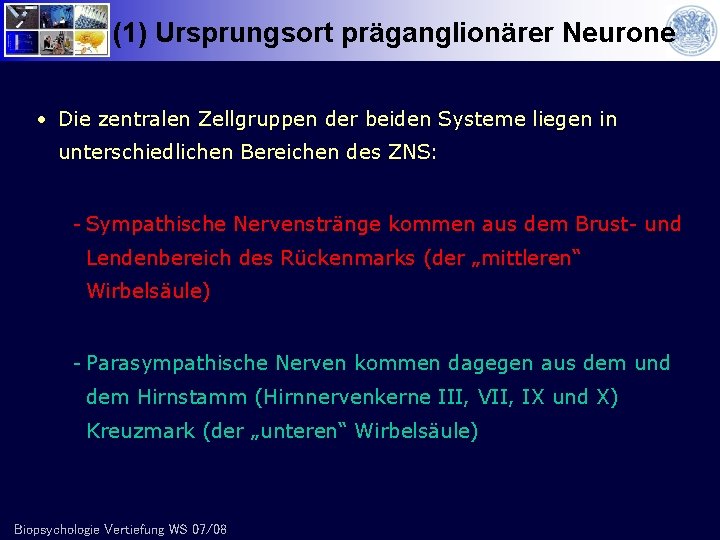 (1) Ursprungsort präganglionärer Neurone • Die zentralen Zellgruppen der beiden Systeme liegen in unterschiedlichen