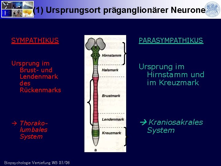 (1) Ursprungsort präganglionärer Neurone SYMPATHIKUS PARASYMPATHIKUS Ursprung im Brust- und Lendenmark des Rückenmarks Ursprung