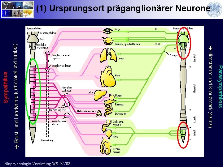  Brust- und Lendenmark (thorakal und lumbal) Parasympathikus Biopsychologie Vertiefung WS 07/08 Hirnstamm und