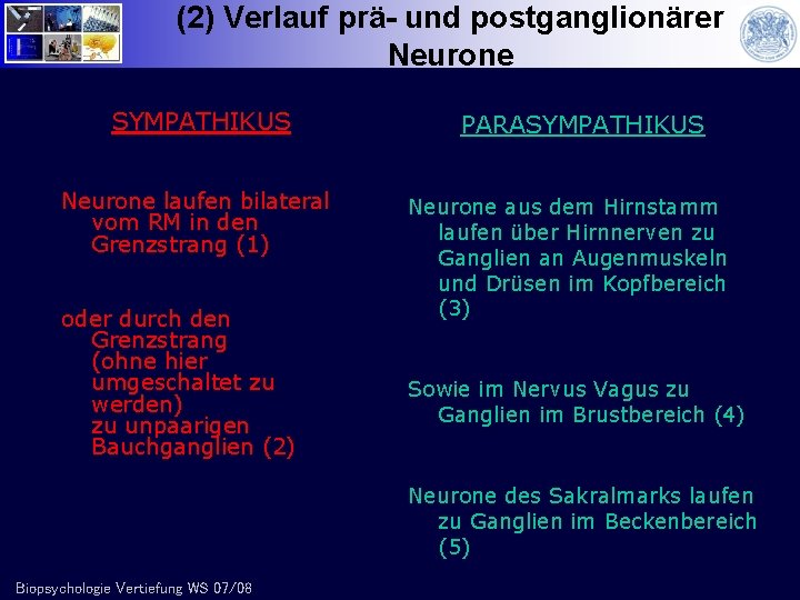 (2) Verlauf prä- und postganglionärer Neurone SYMPATHIKUS Neurone laufen bilateral vom RM in den