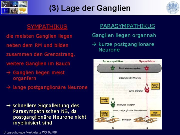 (3) Lage der Ganglien SYMPATHIKUS PARASYMPATHIKUS die meisten Ganglien liegen organnah neben dem RM