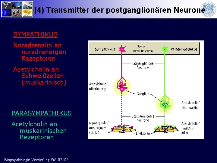 (4) Transmitter der postganglionären Neurone SYMPATHIKUS Noradrenalin an noradrenergen Rezeptoren Acetylcholin an Schweißzellen (muskarinisch)
