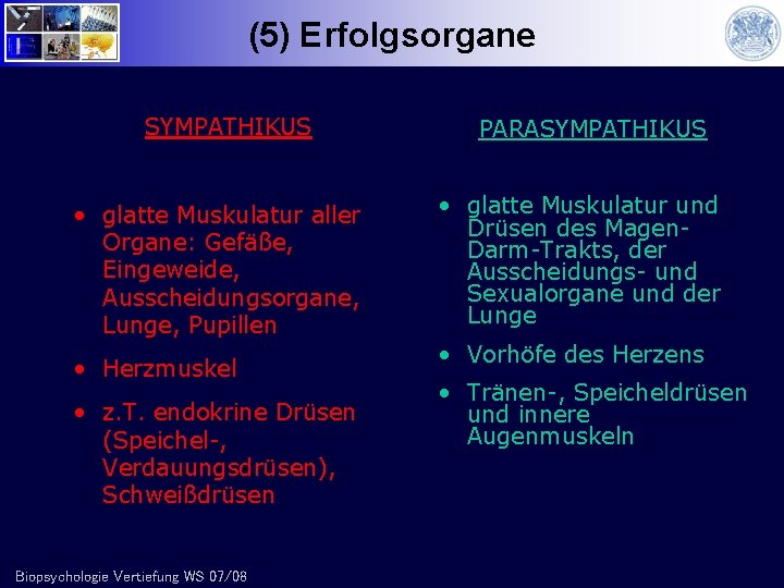 (5) Erfolgsorgane SYMPATHIKUS • glatte Muskulatur aller Organe: Gefäße, Eingeweide, Ausscheidungsorgane, Lunge, Pupillen •