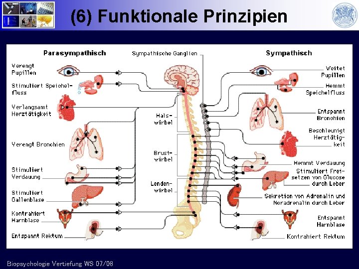 (6) Funktionale Prinzipien Biopsychologie Vertiefung WS 07/08 