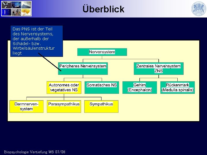 Überblick Das PNS ist der Teil des Nervensystems, der außerhalb der Schädel- bzw. Wirbelsäulenstruktur
