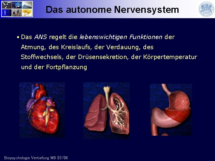 Das autonome Nervensystem • Das ANS regelt die lebenswichtigen Funktionen der Atmung, des Kreislaufs,