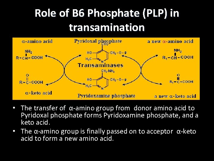 Role of B 6 Phosphate (PLP) in transamination • The transfer of α-amino group