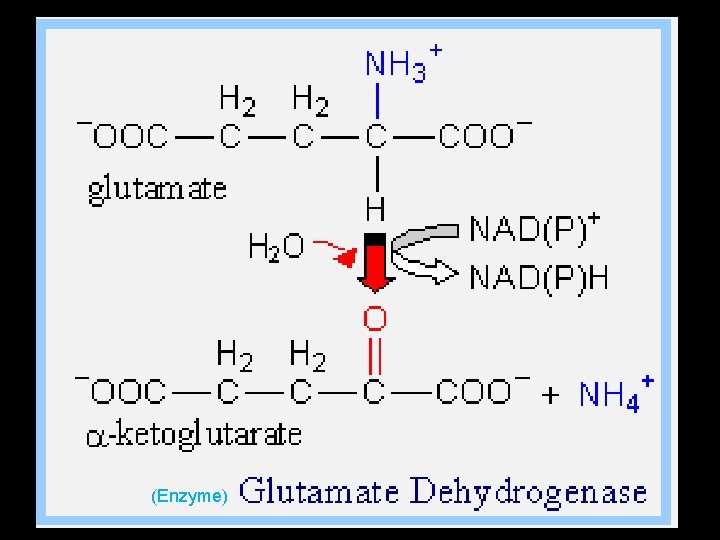 (Enzyme) 