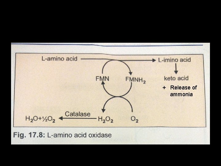 + Release of ammonia 