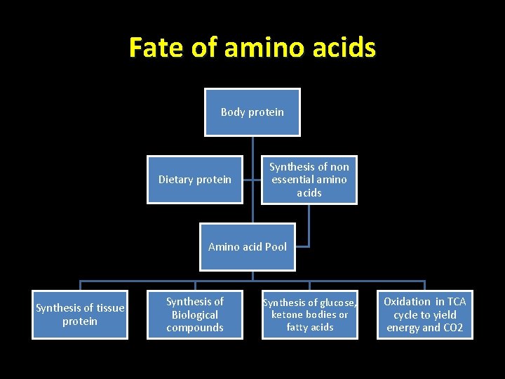 Fate of amino acids Body protein Dietary protein Synthesis of non essential amino acids