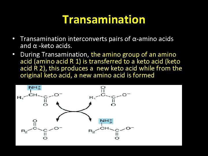 Transamination • Transamination interconverts pairs of α-amino acids and α -keto acids. • During