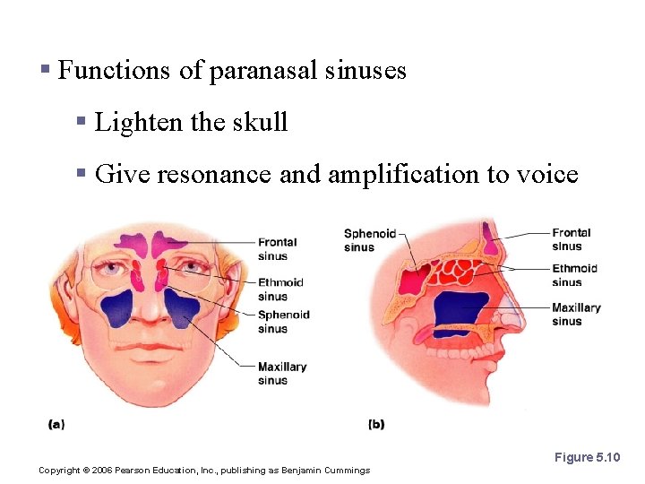 Paranasal Sinuses § Functions of paranasal sinuses § Lighten the skull § Give resonance