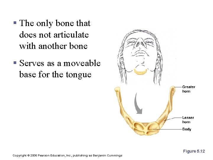 The Hyoid Bone § The only bone that does not articulate with another bone