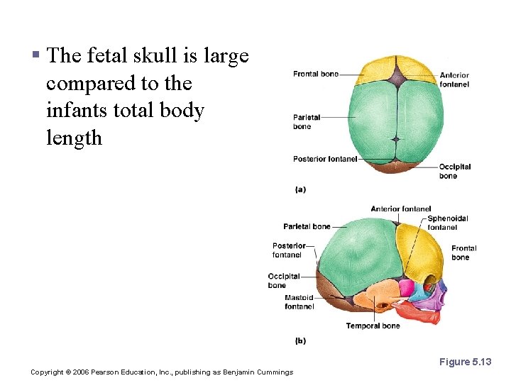 The Fetal Skull § The fetal skull is large compared to the infants total