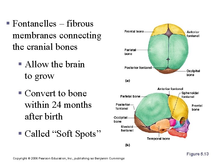 The Fetal Skull § Fontanelles – fibrous membranes connecting the cranial bones § Allow