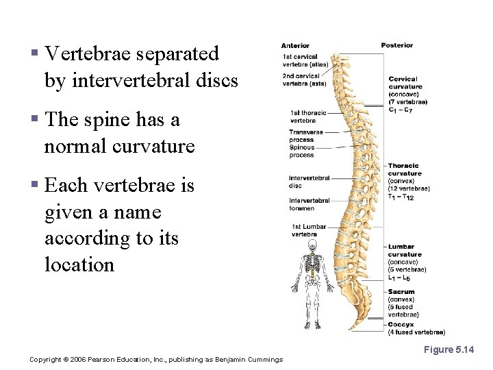 The Vertebral Column § Vertebrae separated by intervertebral discs § The spine has a