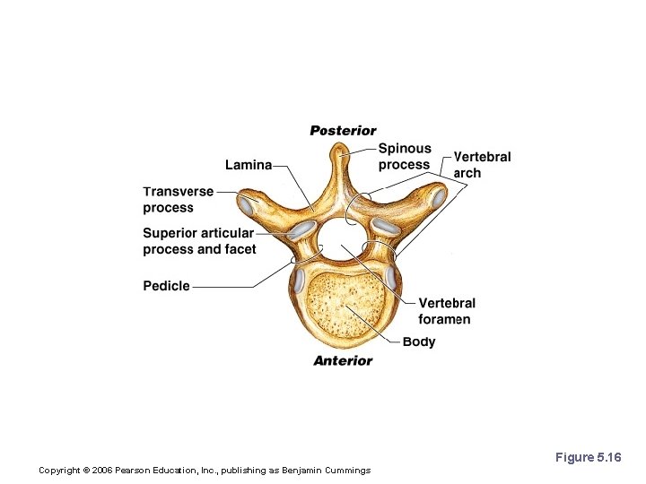 Structure of a Typical Vertebrae Figure 5. 16 Copyright © 2006 Pearson Education, Inc.