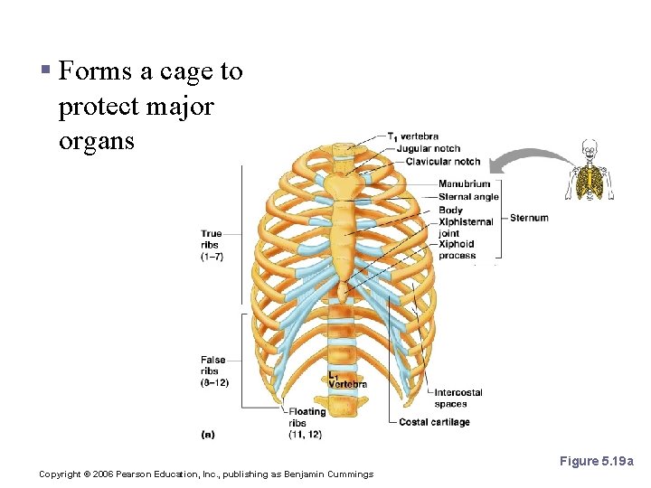 The Bony Thorax § Forms a cage to protect major organs Figure 5. 19