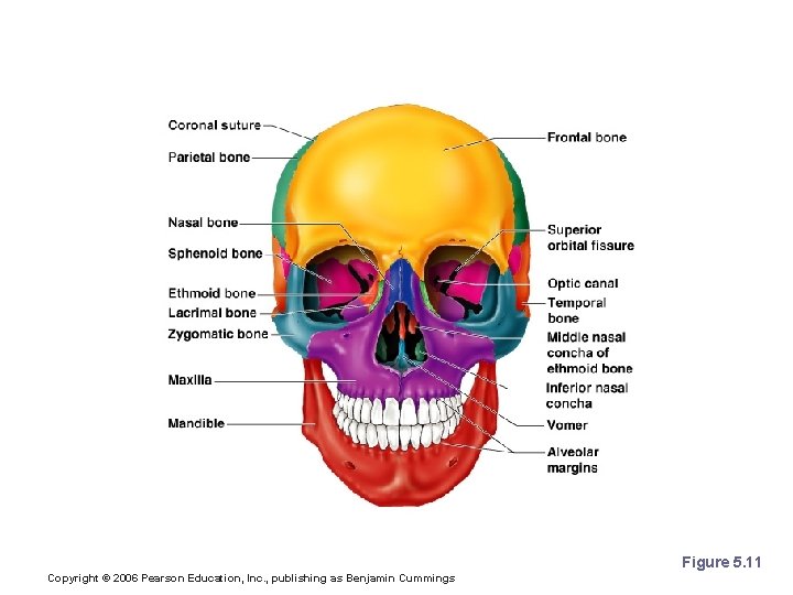 Bones of the Skull Figure 5. 11 Copyright © 2006 Pearson Education, Inc. ,