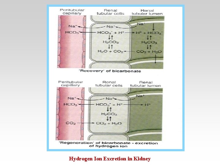 Hydrogen Ion Excretion in Kidney 